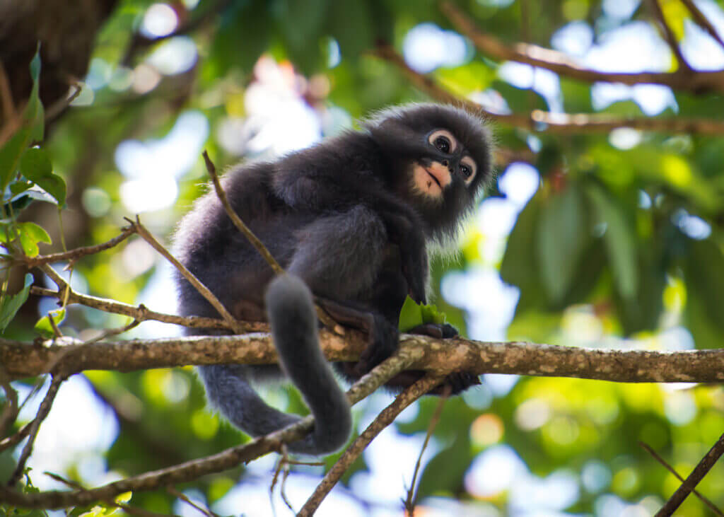Dusky Leaf Monkey, Penang National Park