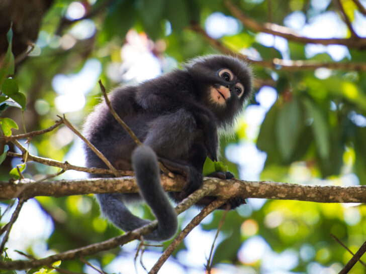 Dusky Leaf Monkey, Penang National Park