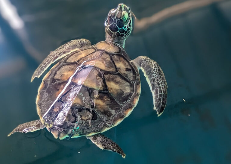 Penang Turtle Sanctuary