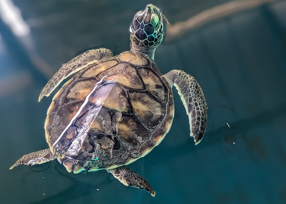 Penang Turtle Sanctuary