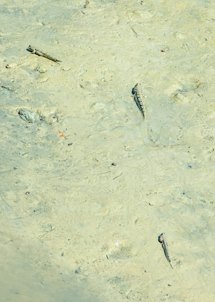 mud skimmers at Pantai Acheh Mangrove