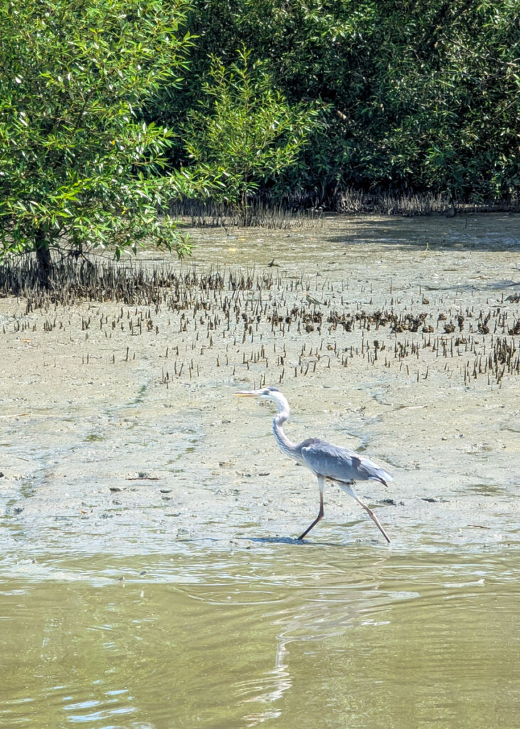 Egret at Pantai Acheh Mangrove