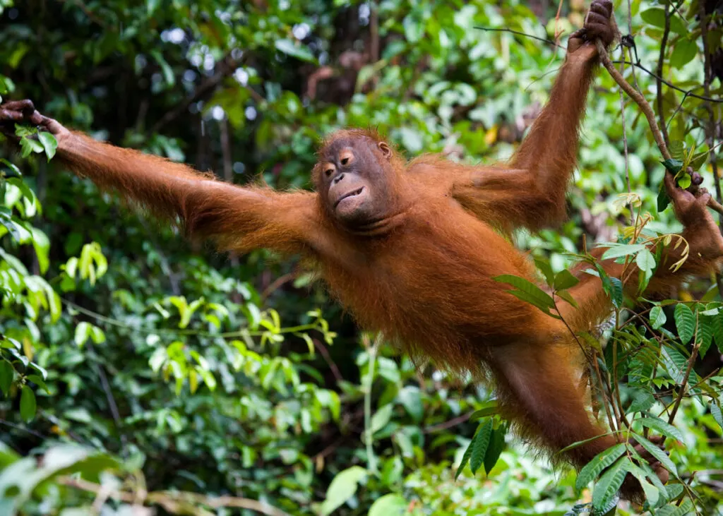 Bukit Merah Orangutan Island