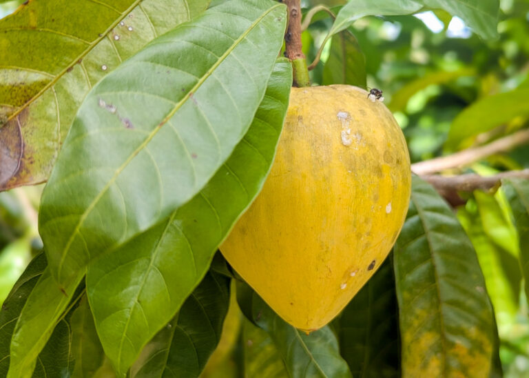 Penang Tropical Fruit Farm